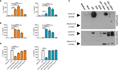 Bile acids induce IL-1α and drive NLRP3 inflammasome-independent production of IL-1β in murine dendritic cells